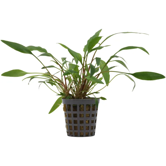 Cryptocoryne undulata 'Green' - Topf