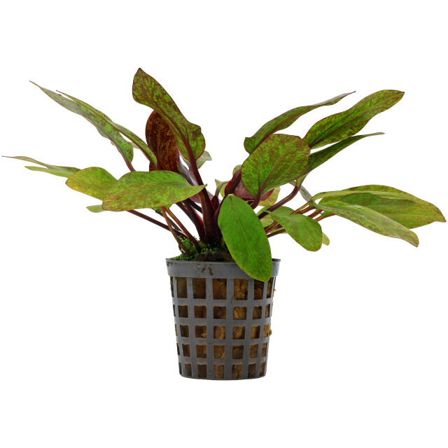 Echinodorus 'Rainers Kitty'