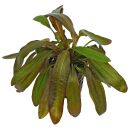 Echinodorus Rubin - Topf