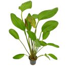 Echinodorus Red Chili - Topf