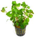 Ludwigia palustris "Red" - Topf