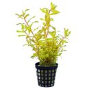 Ammannia pedicellata Golden