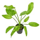 Echinodorus cordifolius Tropica Marble Queen - Topf