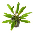 Echinodorus Red Devil - Topf