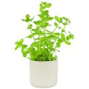 Bacopa lanigera
