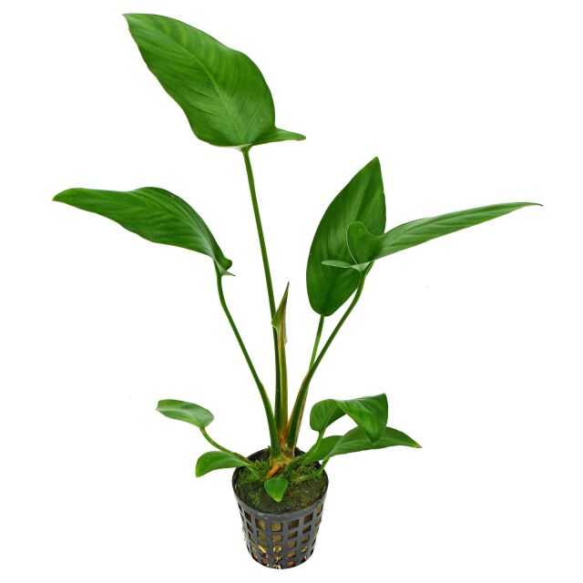 Anubias hastifolia - Topf