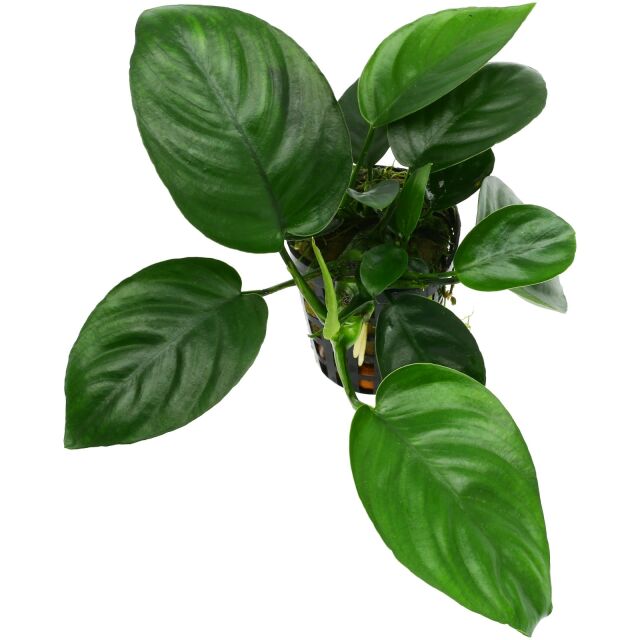 Anubias barteri 'Compact'