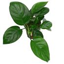 Anubias barteri Compact - Topf