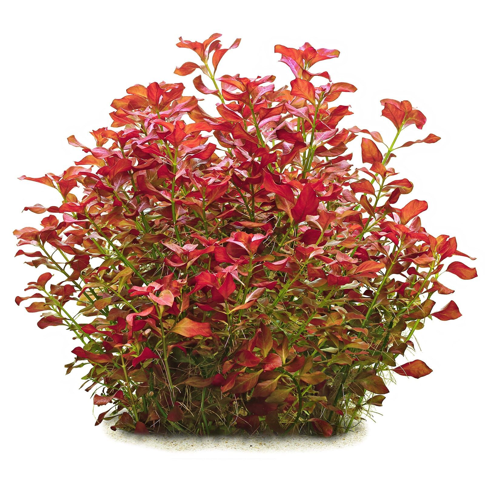 Ludwigia repens