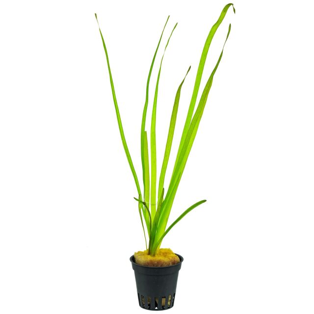 Vallisneria spiralis - Topf