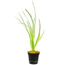 Vallisneria sp. "Rubra" - Topf