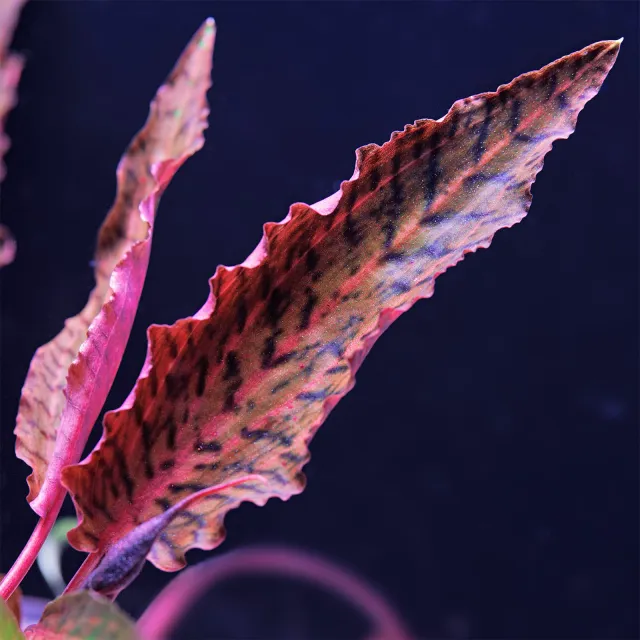 Cryptocoryne nurii var. raubensis 'Rosen Maiden'