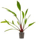 Echinodorus Tanzende Feuerfeder - Topf