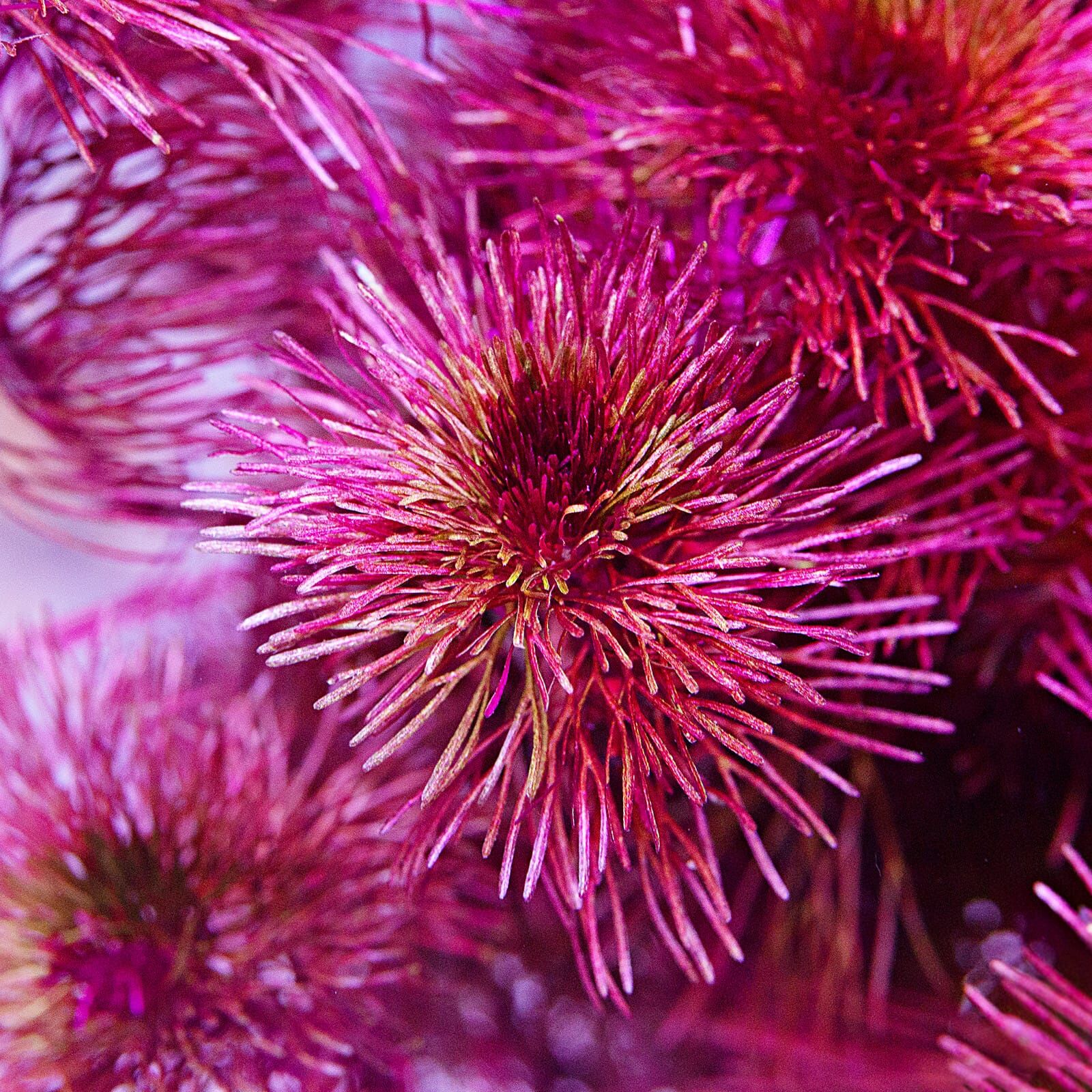 Cabomba furcata ("piauhyensis")