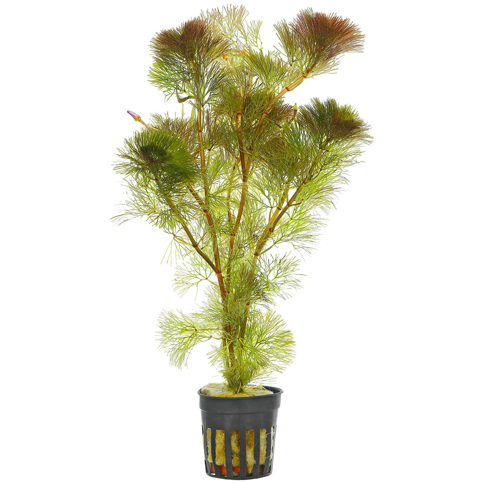 Cabomba furcata ("piauhyensis")