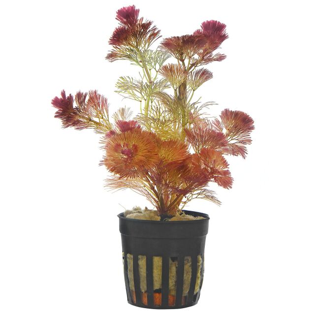 Cabomba furcata ("piauhyensis")
