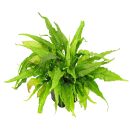 Microsorum pteropus Greens