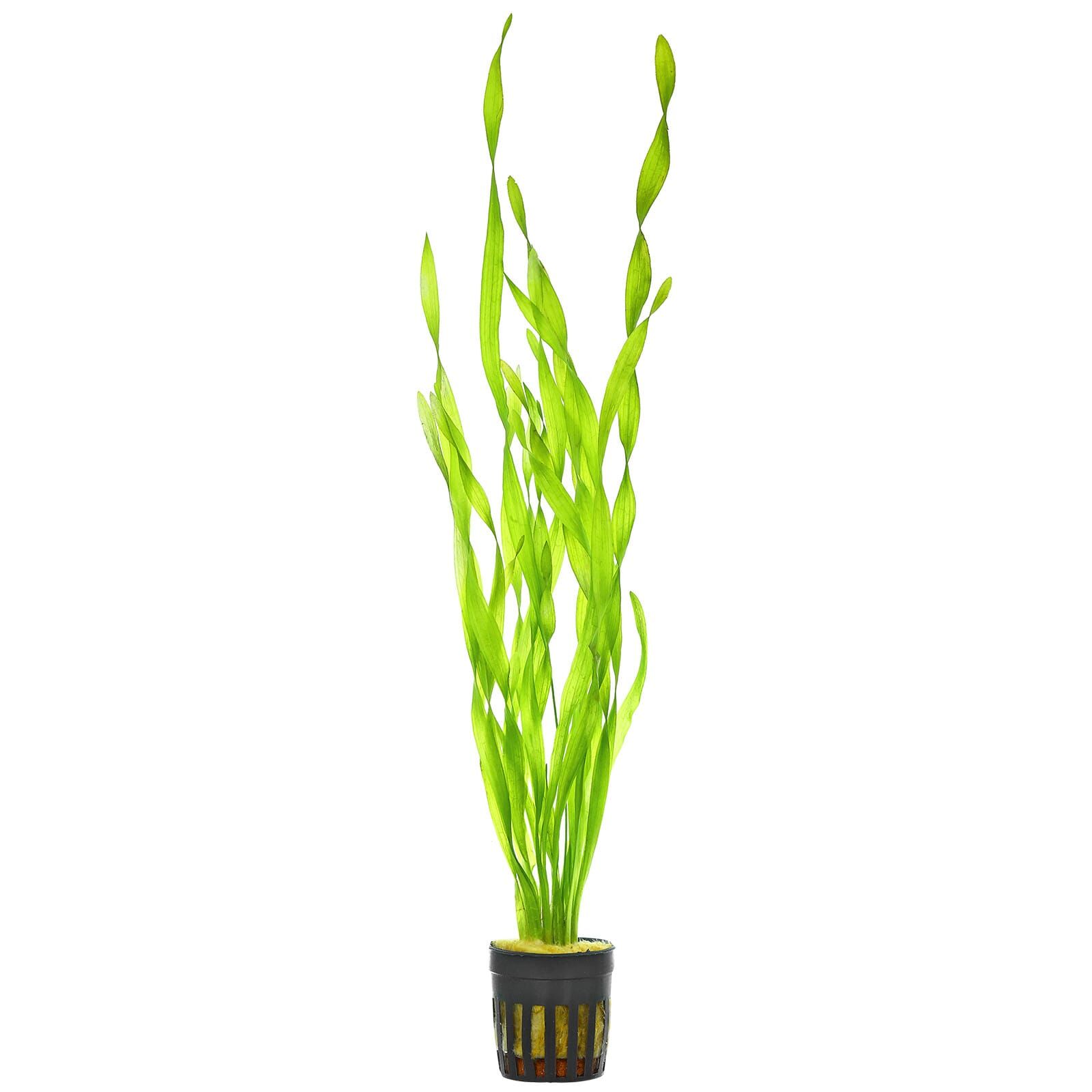 Vallisneria sp. "asiatica"