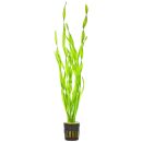 Vallisneria sp. "asiatica" - Topf