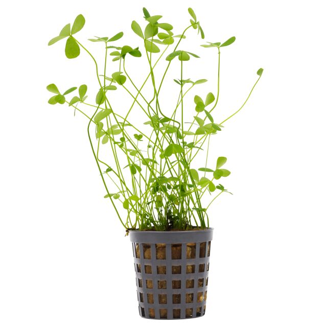 Marsilea hirsuta