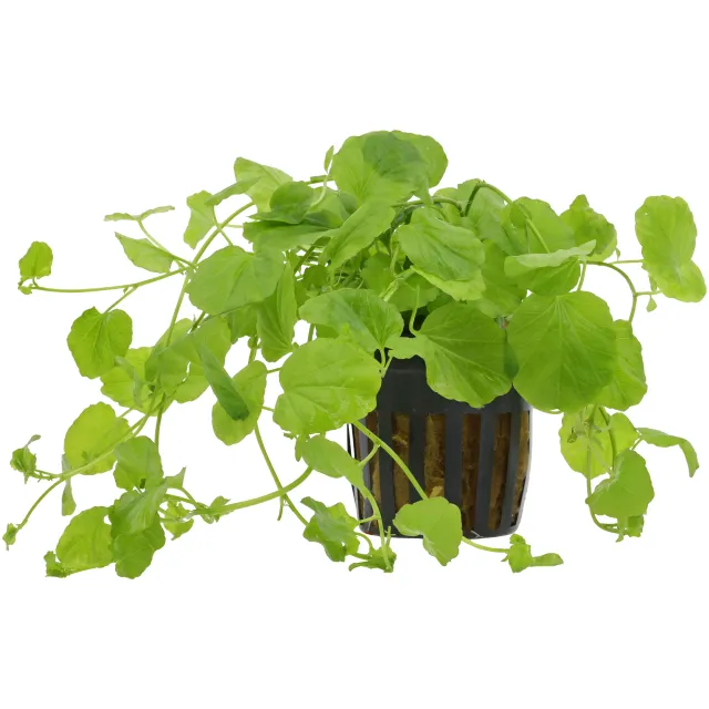 Cardamine lyrata - Topf