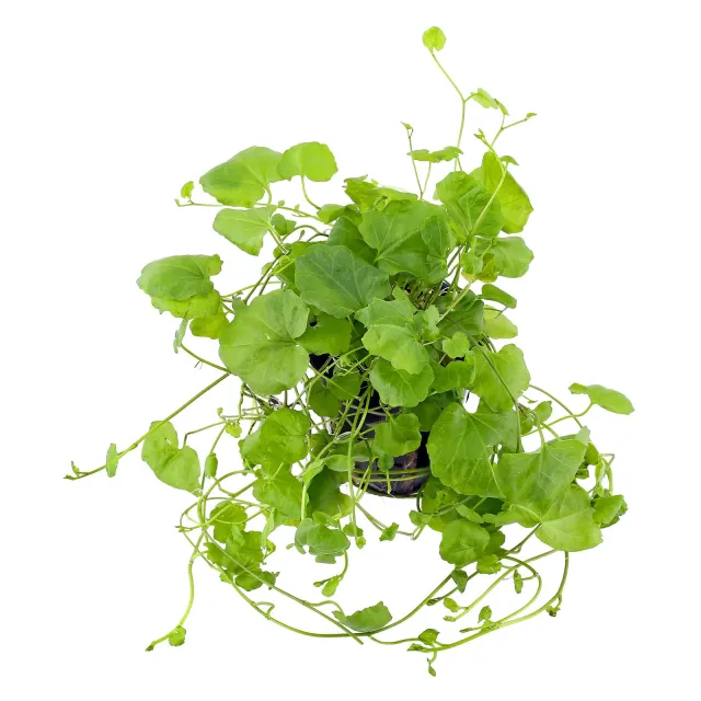 Cardamine lyrata - Topf