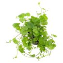 Cardamine lyrata - Topf