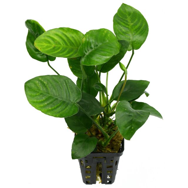 Anubias barteri var. nana 'Large' - Topf