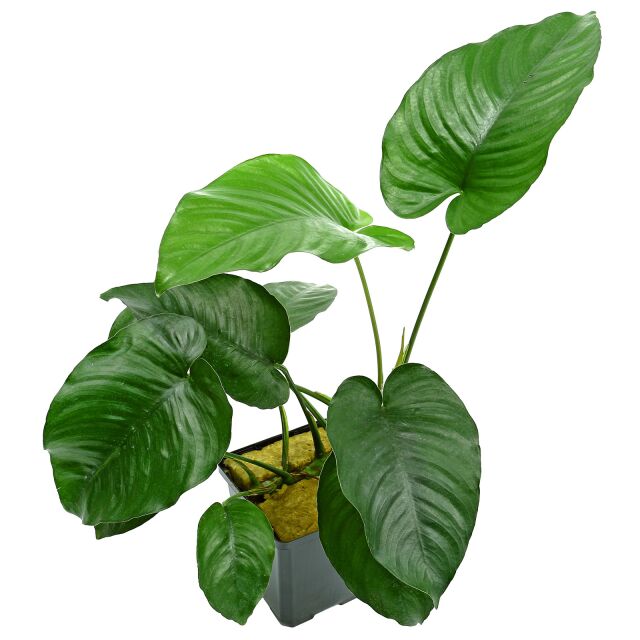Anubias barteri var. caladiifolia - Mutterpflanze - XL-Topf