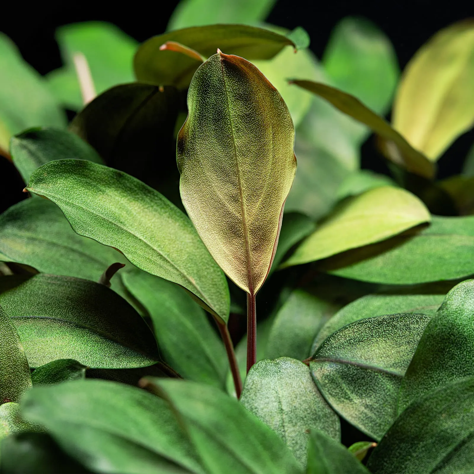Bucephalandra sp. Sokan1 Kab.Melawi【TB】 bucephalandra-sp-melawi-fine-