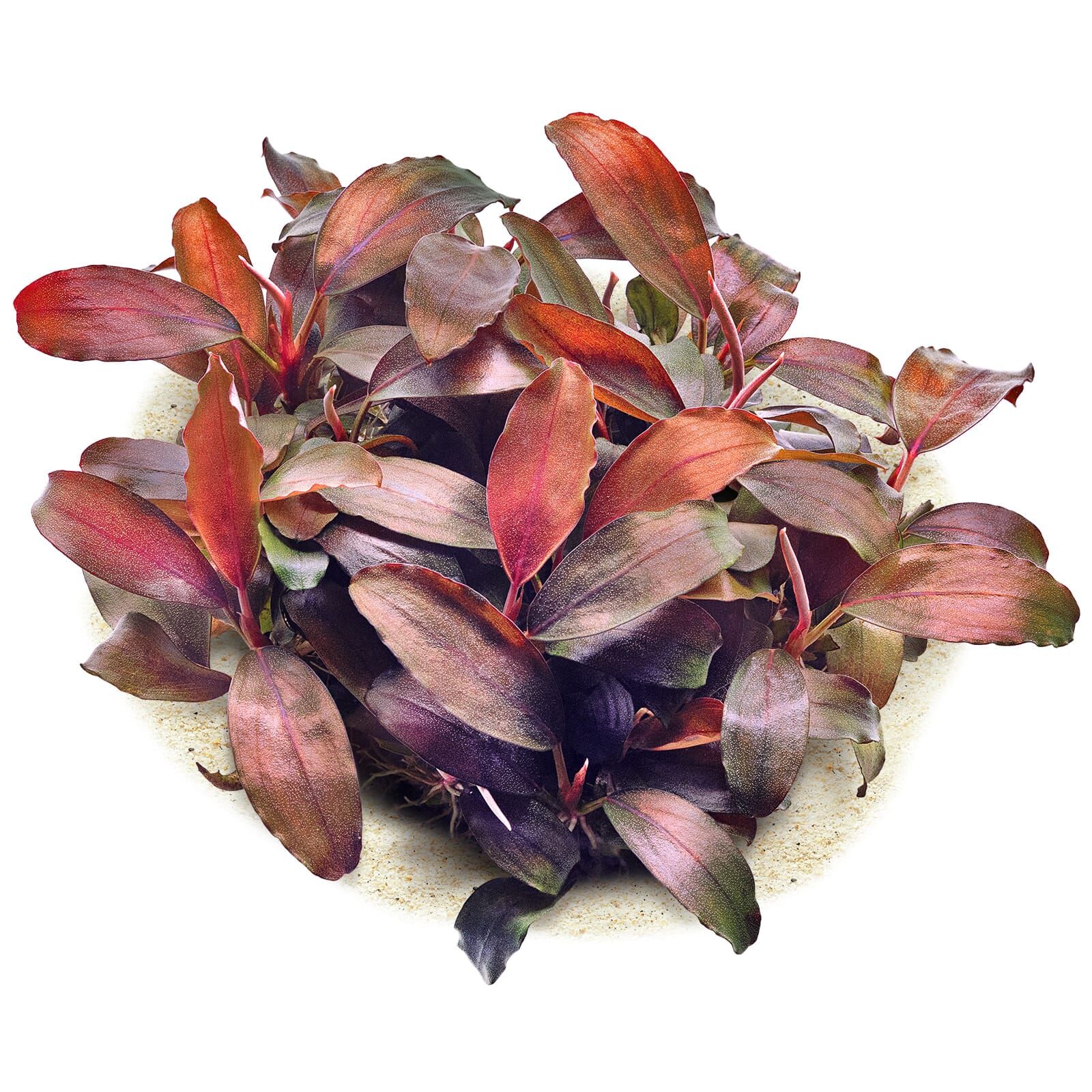 Bucephalandra sp. "Mini Theia"