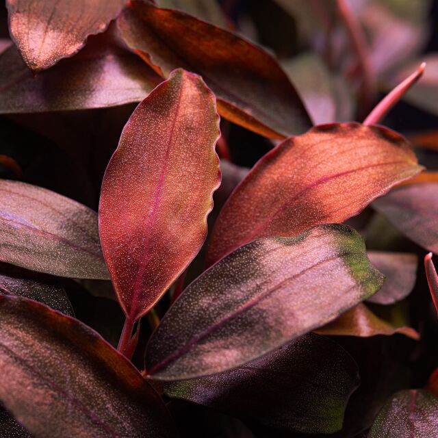 Bucephalandra sp. "Bronze Tricolor"