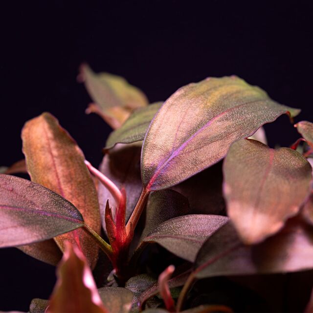 Bucephalandra sp. "Bronze Tricolor"
