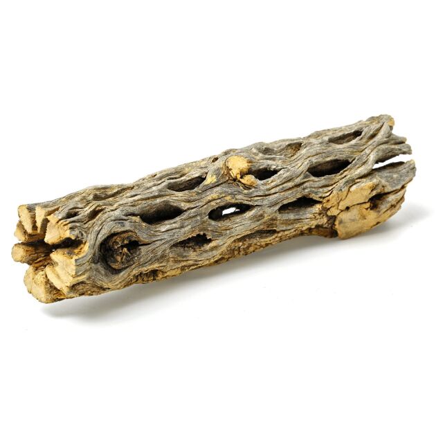 Cholla Wood - 15 cm