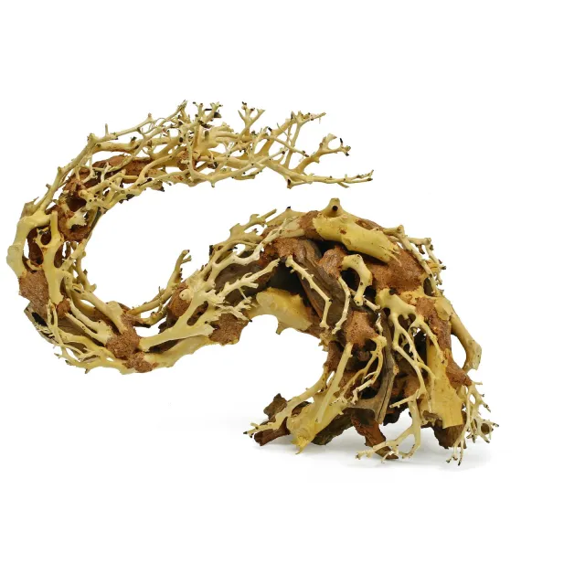 Drachen-Bonsai - S
