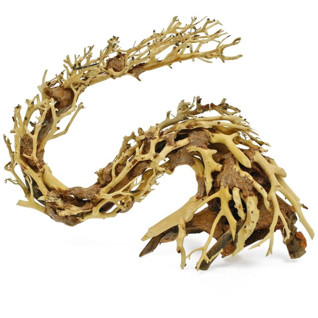Dragon-Bonsai