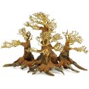 Wald-Bonsai - M