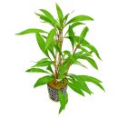 Hygrophila corymbosa "Thailand" - Topf