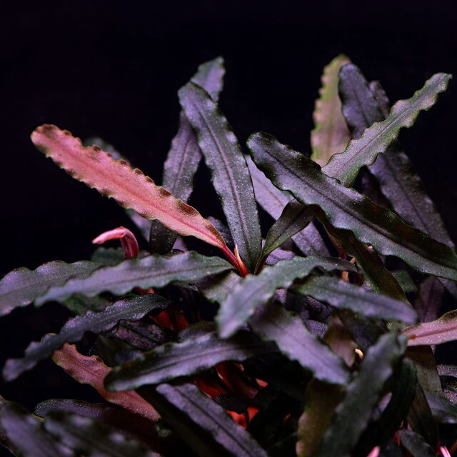 Bucephalandra sp. "Catarina"