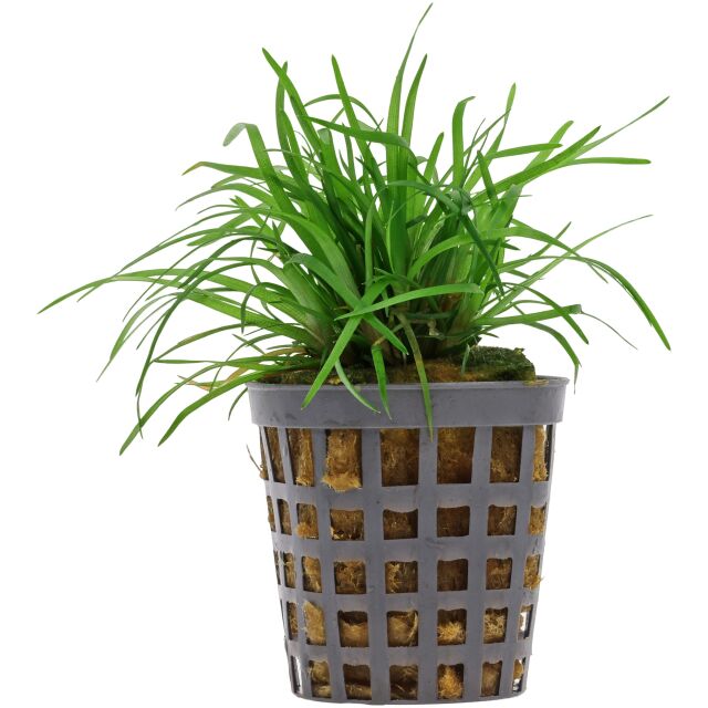 Eriocaulon sp. "Vietnam"