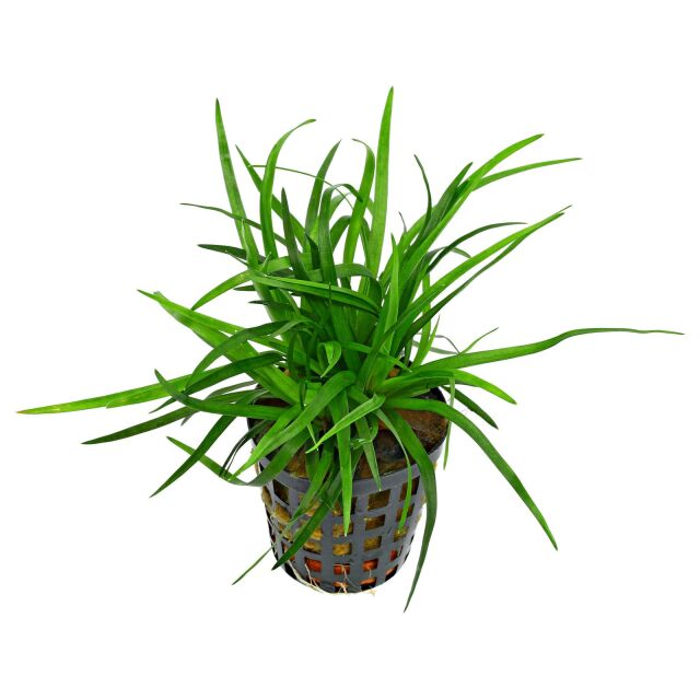 Eriocaulon sp. "Vietnam"