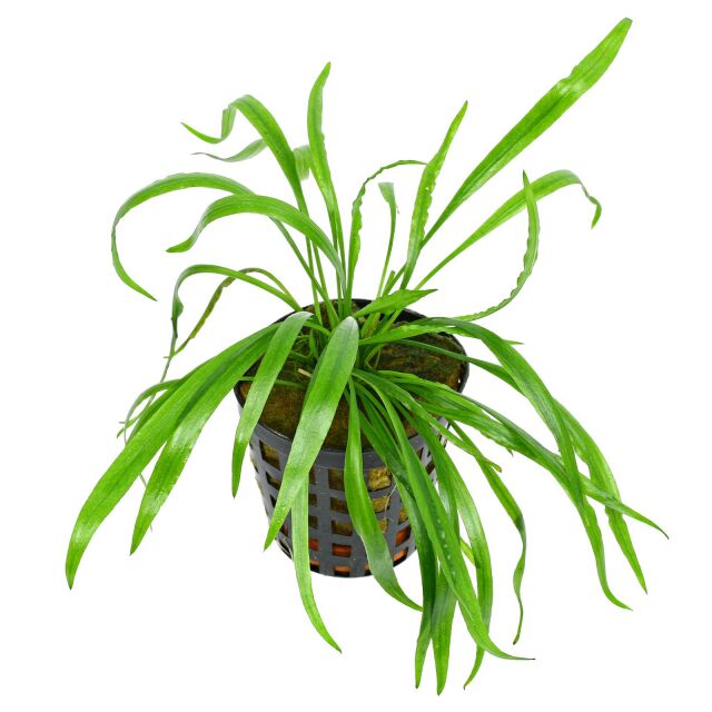 Cryptocoryne spiralis var. caudigera - Topf