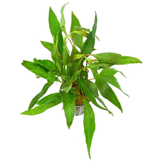 Hygrophila corymbosa "Stricta" ("Angustifolia Rubra")