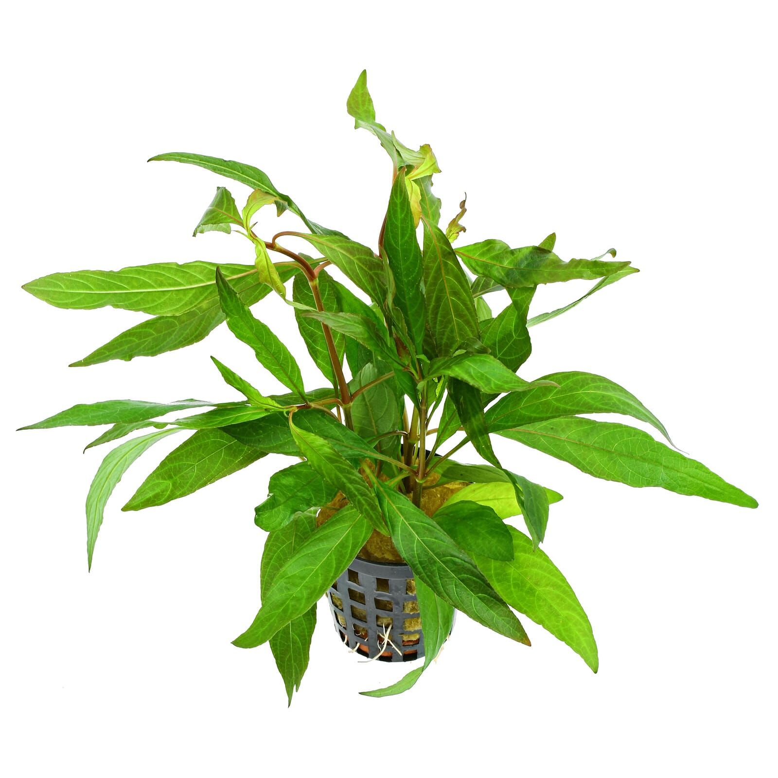 Hygrophila corymbosa "Stricta" ("Angustifolia Rubra")
