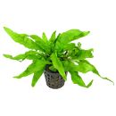 Microsorum pteropus "Undulata" - Topf