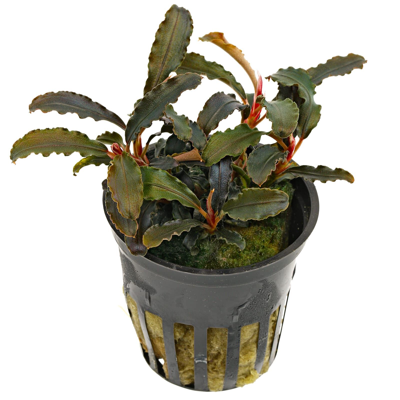 Bucephalandra sp. "Kedagang"