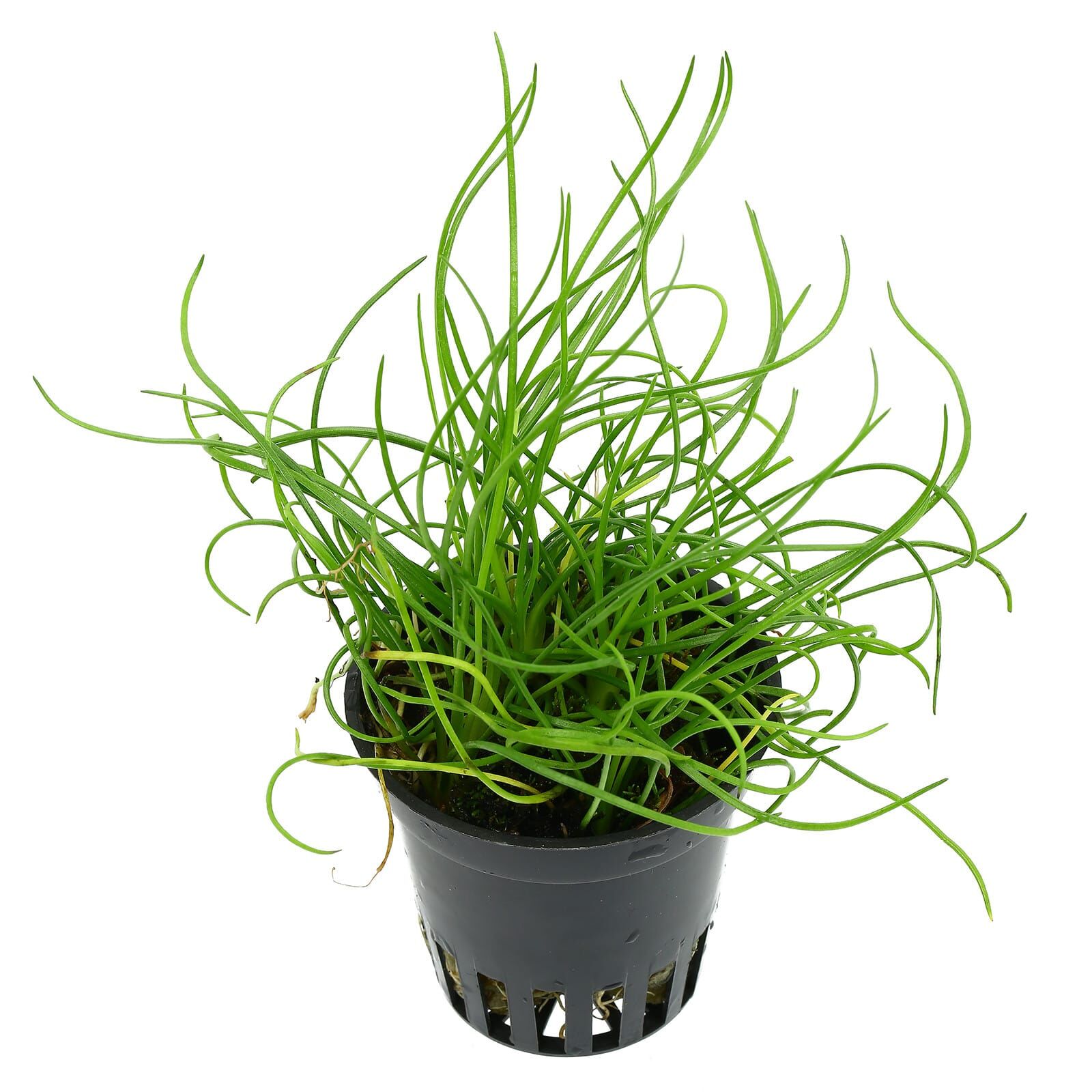 Littorella uniflora