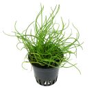 Littorella uniflora - Topf