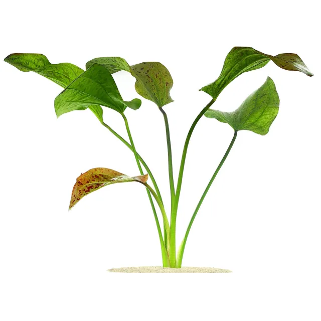 Echinodorus 'Rainers Felix'