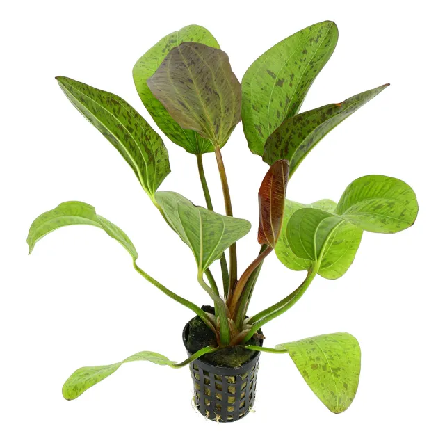 Echinodorus 'Rainers Felix' - Pot